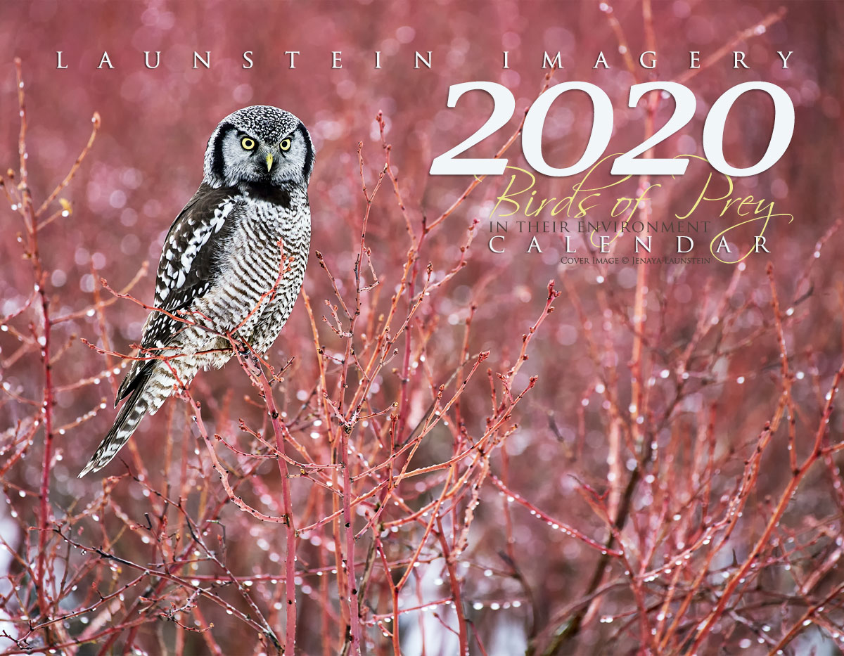 birds-of-prey-2020-calendar-launstein-imagery-the-wildlife-photography-of-john-jenaya-and