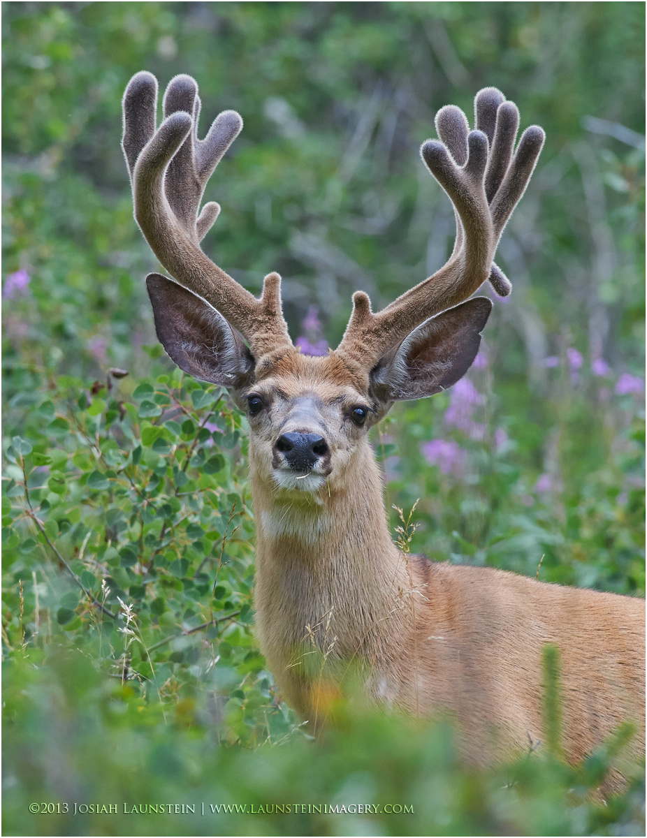 mule-deer-buck-in-forest-1200 – Launstein Imagery | The Wildlife ...